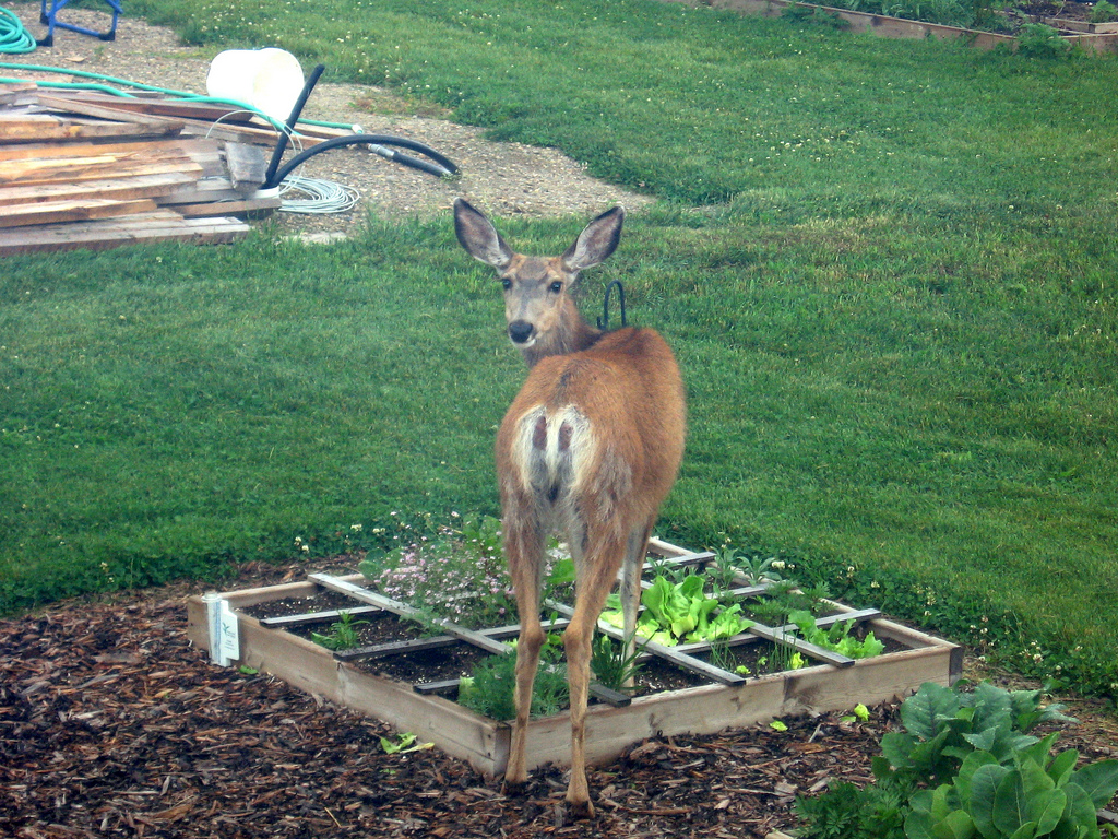 keep deer out of yard